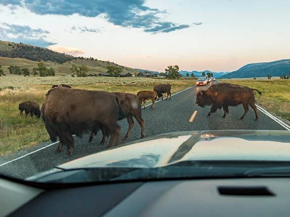 2015-chevrolet-suburban-yellowstone-day-6-lamar-valley-bison-traffic-01-600-001