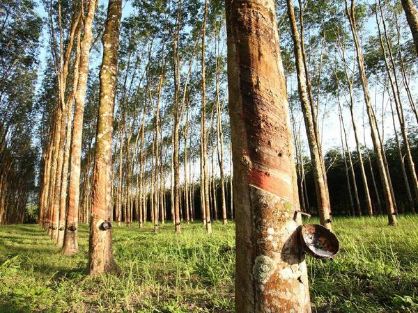 02 Gm Sustainable Rubber Trees