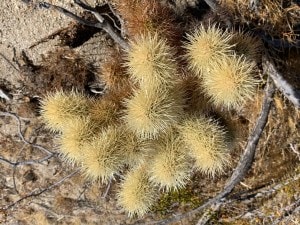 borrego-succulent