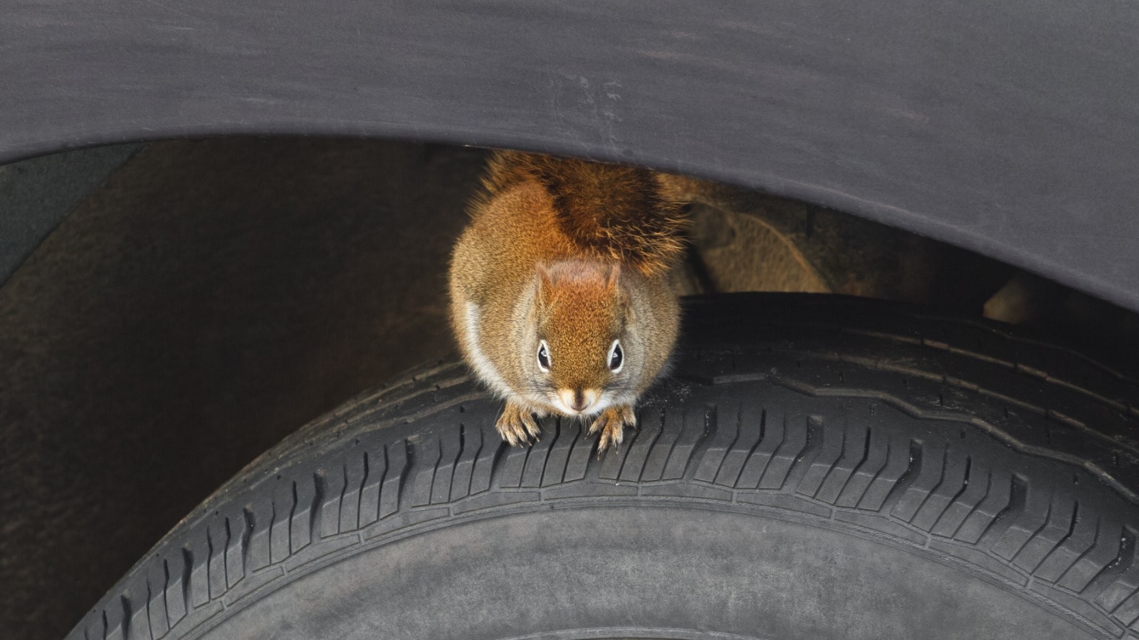 Is Rodent Damage Covered by Insurance? - Kelley Blue Book Is Rodent Damage Covered by Insurance? - Kelley Blue Book