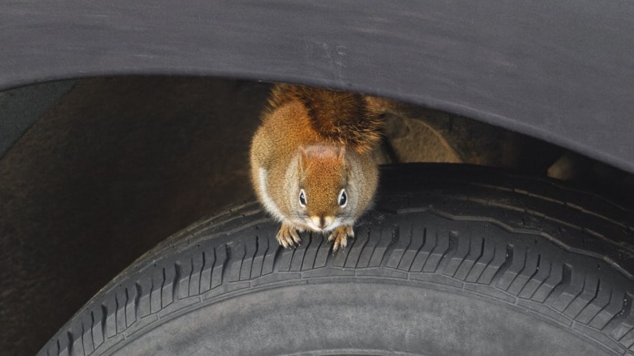 How to Safeguard Your Car Engine from Rodent Intrusions: Expert Tips