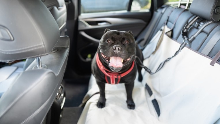 Everything new families need in car