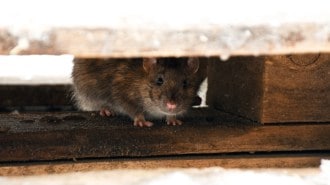 A rat squeezes through a masonry opening. She's thinking that your car's wiring looks delicious.