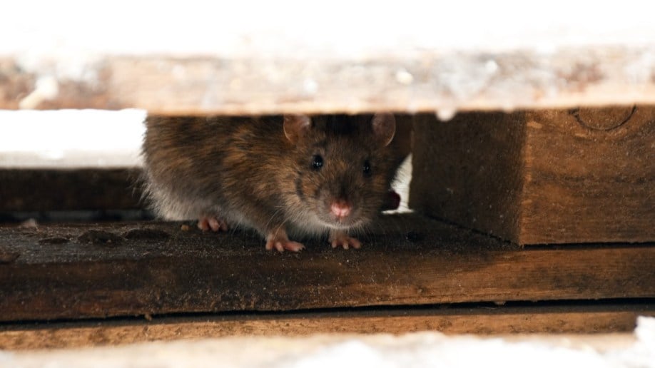 A rat squeezes through a masonry opening. She's thinking that your car's wiring looks delicious.