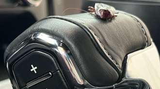 Roach in a car