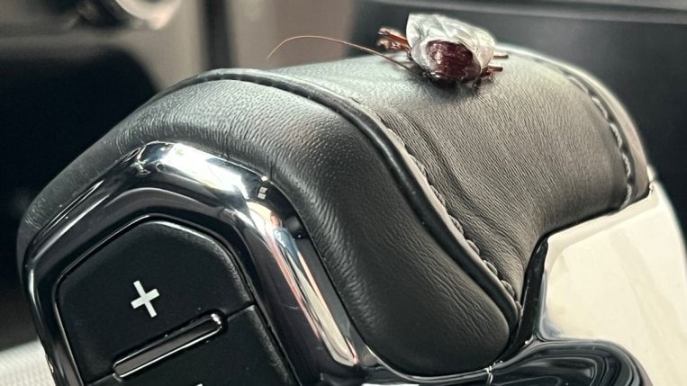 Roach in a car