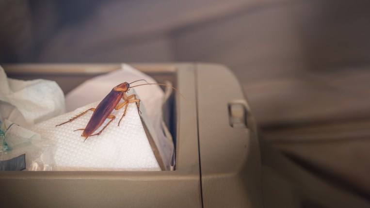 How to get rid of roaches in car