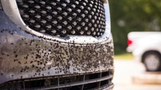 bugs on the bumper of a car