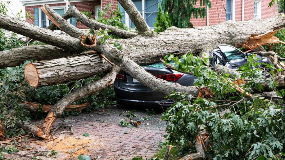 Tree that crushed a car.