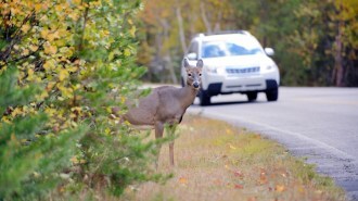 A deer stands by the side of the road as a car approaches