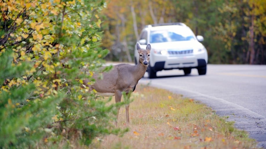 A deer stands by the side of the road as a car approaches