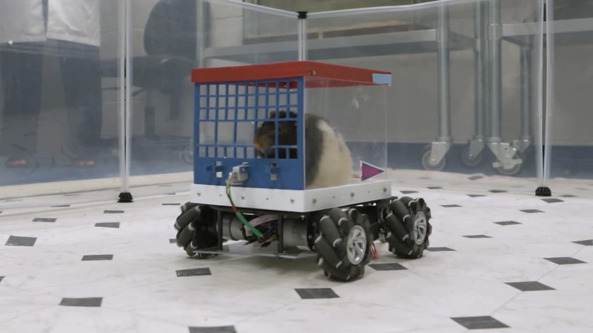 A rat drives a tiny car in a University of Richmond experiment